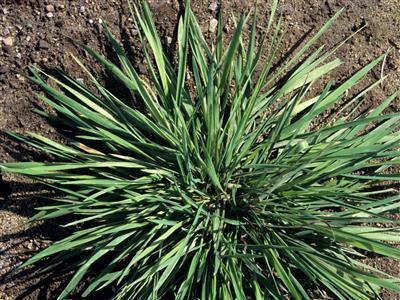 Laboratoire d'expertise et de diagnostic en phytoprotection - MAPAQ