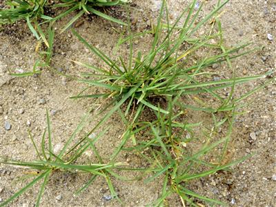 Laboratoire d'expertise et de diagnostic en phytoprotection - MAPAQ