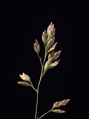 Laboratoire d'expertise et de diagnostic en phytoprotection - MAPAQ
