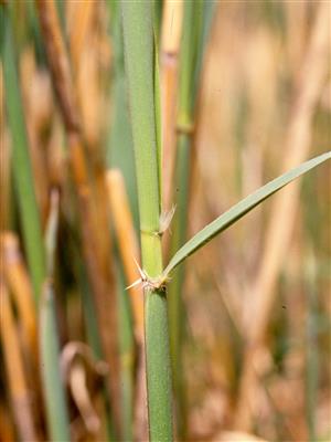 Laboratoire d'expertise et de diagnostic en phytoprotection - MAPAQ