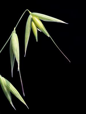 Laboratoire d'expertise et de diagnostic en phytoprotection - MAPAQ
