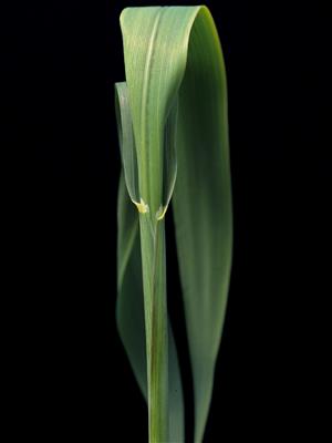 Laboratoire d'expertise et de diagnostic en phytoprotection - MAPAQ