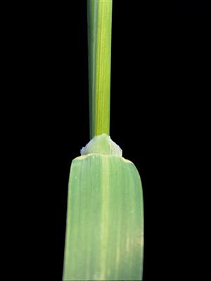 Laboratoire d'expertise et de diagnostic en phytoprotection - MAPAQ