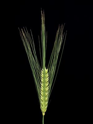 Laboratoire d'expertise et de diagnostic en phytoprotection - MAPAQ