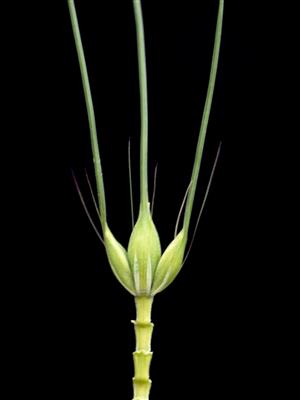 Laboratoire d'expertise et de diagnostic en phytoprotection - MAPAQ
