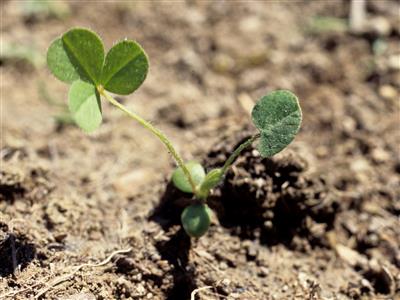 Laboratoire d'expertise et de diagnostic en phytoprotection - MAPAQ