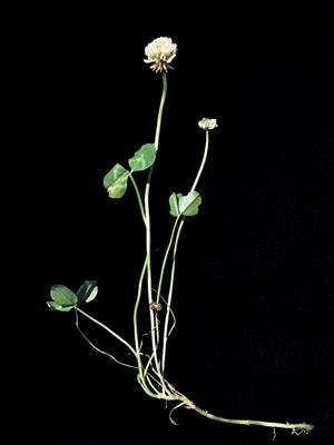 Laboratoire d'expertise et de diagnostic en phytoprotection - MAPAQ