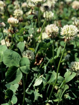 Laboratoire d'expertise et de diagnostic en phytoprotection - MAPAQ