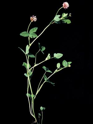 Laboratoire d'expertise et de diagnostic en phytoprotection - MAPAQ