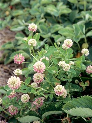 Laboratoire d'expertise et de diagnostic en phytoprotection - MAPAQ