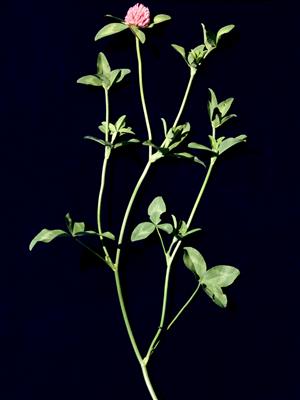 Laboratoire d'expertise et de diagnostic en phytoprotection - MAPAQ