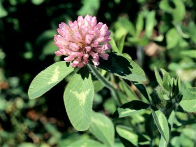 Laboratoire d'expertise et de diagnostic en phytoprotection - MAPAQ