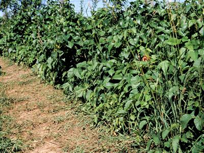 Laboratoire d'expertise et de diagnostic en phytoprotection - MAPAQ