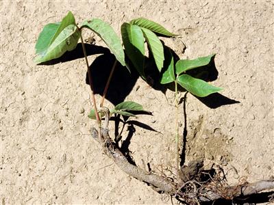 Laboratoire d'expertise et de diagnostic en phytoprotection - MAPAQ