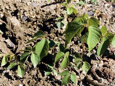 Laboratoire d'expertise et de diagnostic en phytoprotection - MAPAQ