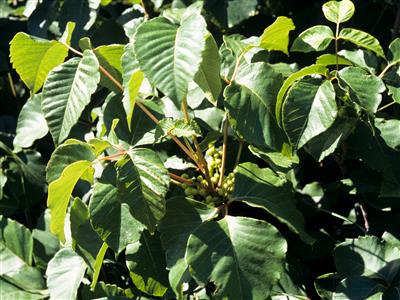 Laboratoire d'expertise et de diagnostic en phytoprotection - MAPAQ