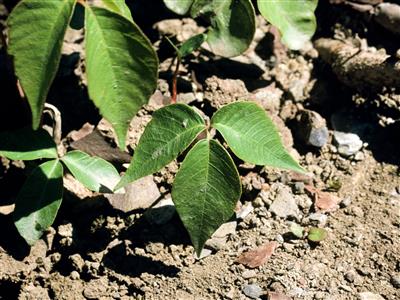 Laboratoire d'expertise et de diagnostic en phytoprotection - MAPAQ