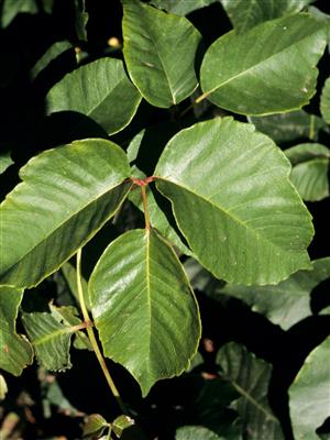 Laboratoire d'expertise et de diagnostic en phytoprotection - MAPAQ