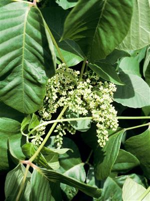 Laboratoire d'expertise et de diagnostic en phytoprotection - MAPAQ