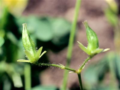 Laboratoire d'expertise et de diagnostic en phytoprotection - MAPAQ