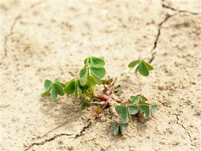 Laboratoire d'expertise et de diagnostic en phytoprotection - MAPAQ
