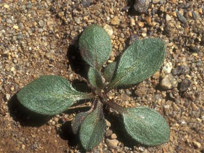 Laboratoire d'expertise et de diagnostic en phytoprotection - MAPAQ