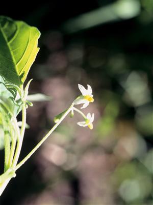 Laboratoire d'expertise et de diagnostic en phytoprotection - MAPAQ
