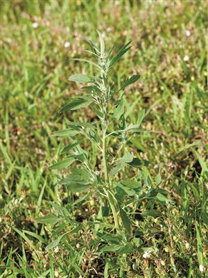 Laboratoire d'expertise et de diagnostic en phytoprotection - MAPAQ