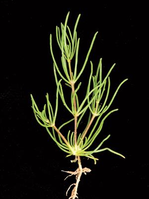 Laboratoire d'expertise et de diagnostic en phytoprotection - MAPAQ