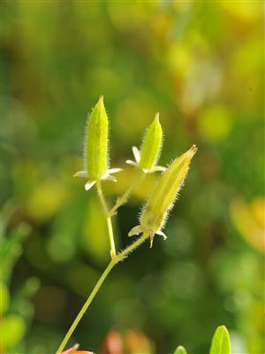 Laboratoire d'expertise et de diagnostic en phytoprotection - MAPAQ
