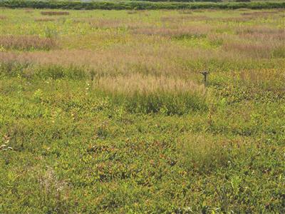 Laboratoire d'expertise et de diagnostic en phytoprotection - MAPAQ