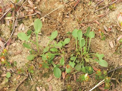 Laboratoire d'expertise et de diagnostic en phytoprotection - MAPAQ