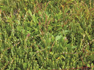 Laboratoire d'expertise et de diagnostic en phytoprotection - MAPAQ