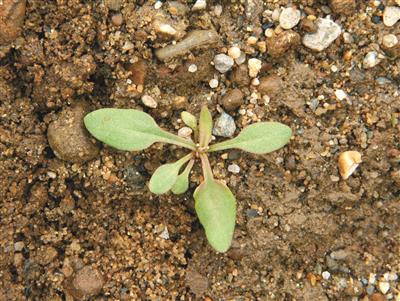 Laboratoire d'expertise et de diagnostic en phytoprotection - MAPAQ