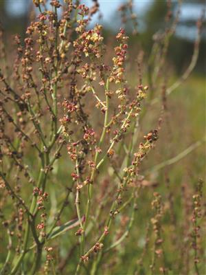 Laboratoire d'expertise et de diagnostic en phytoprotection - MAPAQ