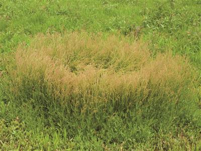 Laboratoire d'expertise et de diagnostic en phytoprotection - MAPAQ