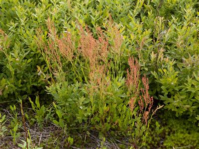 Laboratoire d'expertise et de diagnostic en phytoprotection - MAPAQ
