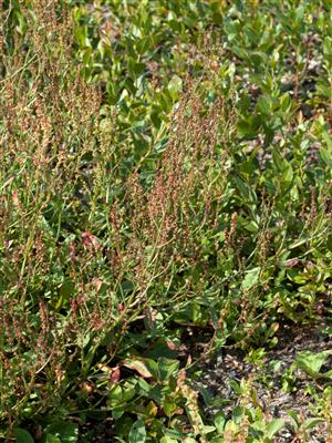 Laboratoire d'expertise et de diagnostic en phytoprotection - MAPAQ