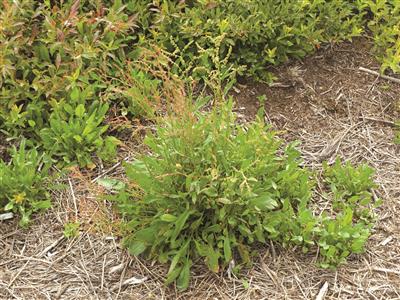 Laboratoire d'expertise et de diagnostic en phytoprotection - MAPAQ