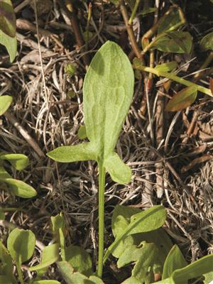 Laboratoire d'expertise et de diagnostic en phytoprotection - MAPAQ