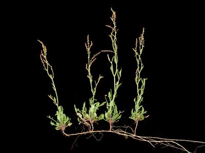 Laboratoire d'expertise et de diagnostic en phytoprotection - MAPAQ