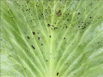 Laboratoire d'expertise et de diagnostic en phytoprotection - MAPAQ