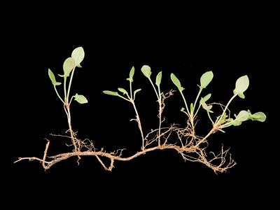 Laboratoire d'expertise et de diagnostic en phytoprotection - MAPAQ