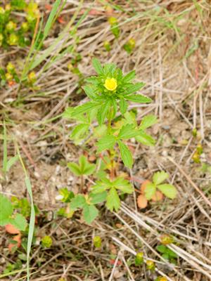 Laboratoire d'expertise et de diagnostic en phytoprotection - MAPAQ