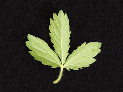 Laboratoire d'expertise et de diagnostic en phytoprotection - MAPAQ