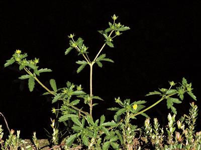 Laboratoire d'expertise et de diagnostic en phytoprotection - MAPAQ