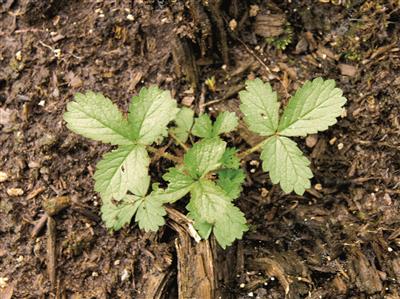 Laboratoire d'expertise et de diagnostic en phytoprotection - MAPAQ