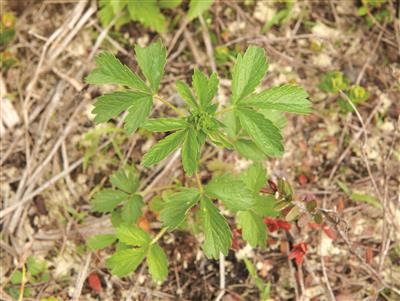 Laboratoire d'expertise et de diagnostic en phytoprotection - MAPAQ