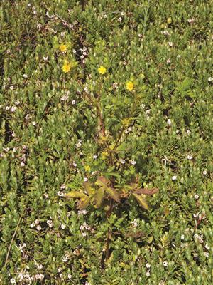 Laboratoire d'expertise et de diagnostic en phytoprotection - MAPAQ