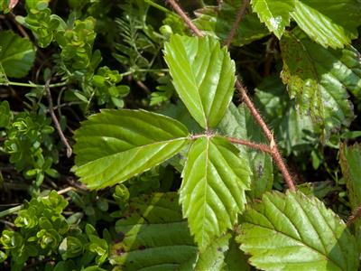 Laboratoire d'expertise et de diagnostic en phytoprotection - MAPAQ